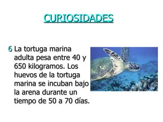 CURIOSIDADES 6  La tortuga marina adulta pesa entre 40 y 650 kilogramos. Los huevos de la tortuga marina se incuban bajo la arena durante un tiempo de 50 a 70 días. 