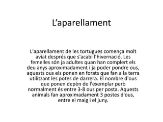 L’aparellament

 L'aparellament de les tortugues comença molt
    aviat després que s'acabi l’hivernació. Les
 femelles són ja adultes quan han complert els
deu anys aproximadament i ja poder pondre ous,
aquests ous els ponen en forats que fan a la terra
 utilitzant les potes de darrera. El nombre d'ous
       que ponen depèn de l'exemplar però
normalment és entre 3-8 ous per posta. Aquests
  animals fan aproximadament 3 postes d'ous,
               entre el maig i el juny.
 