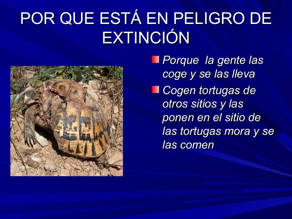 La tortuga mora