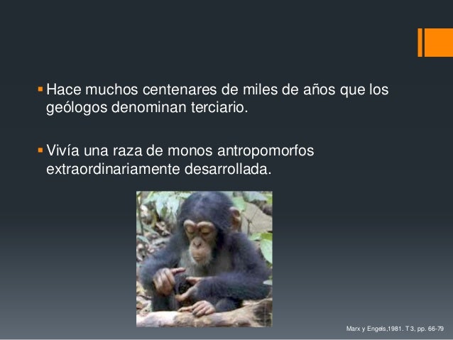 La transformacion del mono en hombre