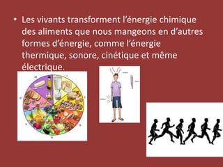 Les vivants transforment l’énergie chimique des aliments que nous mangeons en d’autres formes d’énergie, comme l’énergie thermique, sonore, cinétique et même électrique.