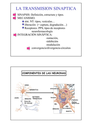 La transmision sinaptica | PDF