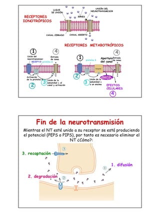 La transmision sinaptica | PDF