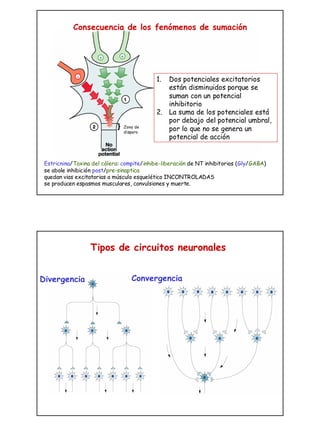 La transmision sinaptica | PDF
