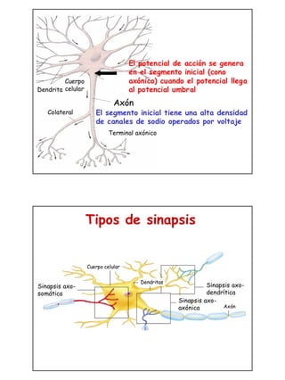 La transmision sinaptica | PDF
