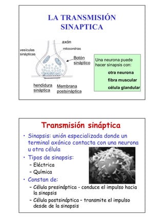 La transmision sinaptica | PDF