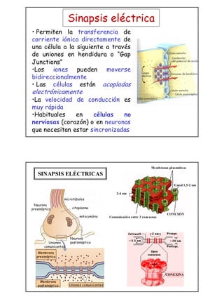 La transmision sinaptica | PDF