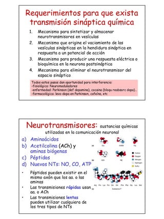 La transmision sinaptica | PDF