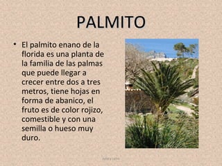 PALMITO
• El palmito enano de la
  florida es una planta de
  la familia de las palmas
  que puede llegar a
  crecer entre dos a tres
  metros, tiene hojas en
  forma de abanico, el
  fruto es de color rojizo,
  comestible y con una
  semilla o hueso muy
  duro.

                          Julia y Leire
 