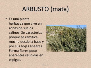 ARBUSTO (mata)
• Es una planta
  herbácea que vive en
  zonas de suelos
  salinos. Se caracteriza
  porque se ramifica
  mucho desde la base y
  por sus hojas lineares.
  Forma flores poco
  aparentes reunidas en
  espigas.
                       Julia y Leire
 