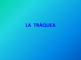 LA TRÁQUEA
 