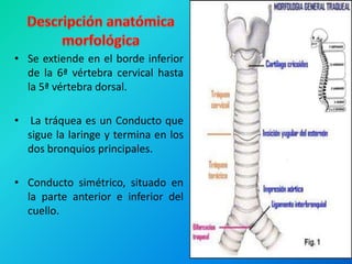 • Se extiende en el borde inferior
  de la 6ª vértebra cervical hasta
  la 5ª vértebra dorsal.

•    La tráquea es un Conducto que
    sigue la laringe y termina en los
    dos bronquios principales.

• Conducto simétrico, situado en
  la parte anterior e inferior del
  cuello.
 