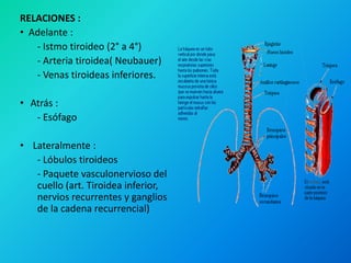 RELACIONES :
• Adelante :
   - Istmo tiroideo (2° a 4°)
   - Arteria tiroidea( Neubauer)
   - Venas tiroideas inferiores.

• Atrás :
   - Esófago

• Lateralmente :
   - Lóbulos tiroideos
   - Paquete vasculonervioso del
   cuello (art. Tiroidea inferior,
   nervios recurrentes y ganglios
   de la cadena recurrencial)
 