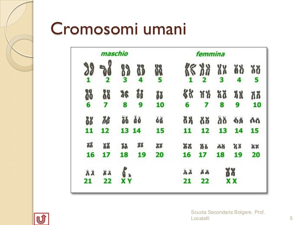 Determinano I Caratteri Ereditari Nella Cellula