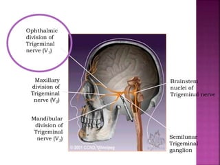 Brainstem
nuclei of
Trigeminal nerve
Semilunar
Trigeminal
ganglion
Ophthalmic
division of
Trigeminal
nerve (V1)
Maxillary
division of
Trigeminal
nerve (V2)
Mandibular
division of
Trigeminal
nerve (V3)
 