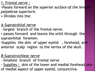 1. Frontal nerve :
-Passes forward on the superior surface of the levator
palpebrae superioris
• Divides into the:
A-Supraorbital nerve
-largest branch of the frontal nerve.
• passes forward and leaves the orbit through the
supraorbital foramen.
•Supplies the skin of upper eyelid , forehead, and
anterior scalp region to the vertex of the skull.
B-Supratrochlear nerve
-Smallest branch of frontal nerve
- Supplies : skin of the lower and medial forehead,skin
of medial aspect of upper eyelid, conjunctiva.
 