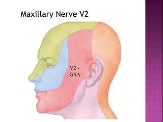V2 -
GSA
Maxillary Nerve V2
 