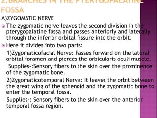 A)ZYGOMATIC NERVE
 The zygomatic nerve leaves the second division in the
pterygopalatine fossa and passes anteriorly and laterally
through the inferior orbital fissure into the orbit.
 Here it divides into two parts:
1)Zygomaticofacial Nerve: Passes forward on the lateral
orbital foramen and pierces the orbicularis oculi muscle.
Supplies-:Sensory fibers to the skin over the prominence
of the zygomatic bone.
2)Zygomaticotemporal Nerve: It leaves the orbit between
the great wing of the sphenoid and the zygomatic bone to
enter the temporal fossa.
Supplies-: Sensory fibers to the skin over the anterior
temporal fossa region.
 
