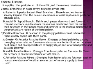 1)Orbital Branches
It supplies the periosteum of the orbit ,and the mucous membrane .n
2)Nasal Branches : In nasal cavity, branches divide into:
A.Posterior Superior Lateral Nasal Branches : These branches transmit
sensory impulse from the mucous membrane of nasal septum and posterior
ethmoid cells.
B.Medial Or Septal Branch : This branch passes downward and forward. It
transmits sensory impulses from the mucous membrane over the vomer. It
then descends in the incisal canal and ramifies in the mucous membrane of
the premaxillary region of the hard palate.
3)Palatine Branches : It descend in the pterygopalatine canal, where the
fibers usually divide into three parts.
A.Greater Or Anterior Palatine Nerve : Emerges on hard palate by passing
through greater palatine foramen and course in anterior direction between
hard palate and mucoperiosteum to Supply Major part of of hard palate and
palatine gingivae.
B.Middle Palatine Nerve : Emerges from lesser palatine foramen. Its fibers
are sensory to mucous membrane of soft palate.
C.Posterior Palatine Fibers : Emerging from lesser palatine foramen, goes to
mucous membrane of tonsillar area as part of sensory supply to tonsil
itself.
 