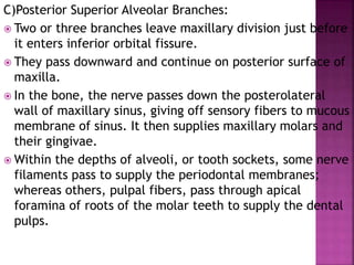 C)Posterior Superior Alveolar Branches:
 Two or three branches leave maxillary division just before
it enters inferior orbital fissure.
 They pass downward and continue on posterior surface of
maxilla.
 In the bone, the nerve passes down the posterolateral
wall of maxillary sinus, giving off sensory fibers to mucous
membrane of sinus. It then supplies maxillary molars and
their gingivae.
 Within the depths of alveoli, or tooth sockets, some nerve
filaments pass to supply the periodontal membranes;
whereas others, pulpal fibers, pass through apical
foramina of roots of the molar teeth to supply the dental
pulps.
 