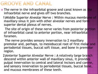  The nerve in the infraorbital groove and canal known as the
infraorbital nerve and gives off two branches.
1)Middle Superior Alveolar Nerve : Within mucous membrane of
maxillary sinus it join with other alveolar nerves and form
superior dental plexus of nerves.
The site of origin of these nerve varies from posterior portion
of infraorbital canal to anterior portion, near infraorbital
foramen.
The nerve provides sensory innervation to 2 maxillary
premolar and, perhaps, to mesiobuccal root of first molar and
periodontal tissues, buccal soft tissue, and bone in premolar
region.
2)Anterior Superior Alveolar Nerve : A relatively large branch
descend within anterior wall of maxillary sinus, it provides
pulpal innervation to central and lateral incisors and canine,
and sensory innervation to periodontal tissues, buccal bone,
and mucous membranes of these teeth.
 