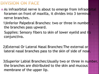  As infraorbital nerve is about to emerge from infraorbital
foramen on front of maxilla, it divides into 3 terminal
nerve branches.
1)Inferior Palpebral Branches: two or three in number ,
the branches pass upward.
Supplies: Sensory fibers to skin of lower eyelid and its
conjunctiva.
2)External Or Lateral Nasal Branches:The external or
lateral nasal branches pass to the skin of side of nose.
3)Superior Labial Branches:Usually two or three in number,
the branches are distributed to the skin and mucous
membrane of the upper lip.
 