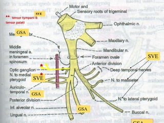 GSA
GSA
GSA
SVE
SVE
*
*
** tensor tympani &
tensor palati
SVE
 