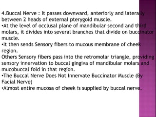 4.Buccal Nerve : It passes downward, anteriorly and laterally
between 2 heads of external pterygoid muscle.
•At the level of occlusal plane of mandibular second and third
molars, it divides into several branches that divide on buccinator
muscle.
•It then sends Sensory fibers to mucous membrane of cheek
region.
Others Sensory fibers pass into the retromolar triangle, providing
sensory innervation to buccal gingiva of mandibular molars and
mucobuccal fold in that region.
•The Buccal Nerve Does Not Innervate Buccinator Muscle (By
Facial Nerve)
•Almost entire mucosa of cheek is supplied by buccal nerve.
 