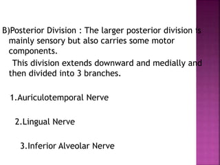 B)Posterior Division : The larger posterior division is
mainly sensory but also carries some motor
components.
This division extends downward and medially and
then divided into 3 branches.
1.Auriculotemporal Nerve
2.Lingual Nerve
3.Inferior Alveolar Nerve
 