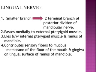 LINGUAL NERVE :
1. Smaller branch 2 terminal branch of
posterior division of
mandibular nerve.
2.Passes medially to external pteryigoid muscle.
3.Lies b/w internal pterygoid muscle & ramus of
mandible.
4.Contributes sensory fibers to mucous
membrane of the floor of the mouth & gingiva
on lingual surface of ramus of mandible.
 