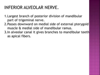 INFERIOR ALVEOLAR NERVE.
1.Largest branch of posterior division of mandibular
part of trigeminal nerve.
2.Passes downward on medial side of external pterygoid
muscle & medial side of mandibular ramus.
3.In alveolar canal it gives branches to mandibular teeth
as apical fibers.
 