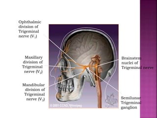 Brainstem
nuclei of
Trigeminal nerve
Semilunar
Trigeminal
ganglion
Ophthalmic
division of
Trigeminal
nerve (V1)
Maxillary
division of
Trigeminal
nerve (V2)
Mandibular
division of
Trigeminal
nerve (V3)
 