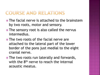  The facial nerve is attached to the brainstem
by two roots, motor and sensory.
 The sensory root is also called the nervus
intermedius.
 The two roots of the facial nerve are
attached to the lateral part of the lower
border of the pons just medial to the eight
cranial nerve.
 The two roots run laterally and forwards,
with the 8th nerve to reach the internal
acoustic meatus.
 