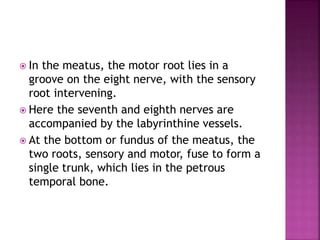  In the meatus, the motor root lies in a
groove on the eight nerve, with the sensory
root intervening.
 Here the seventh and eighth nerves are
accompanied by the labyrinthine vessels.
 At the bottom or fundus of the meatus, the
two roots, sensory and motor, fuse to form a
single trunk, which lies in the petrous
temporal bone.
 