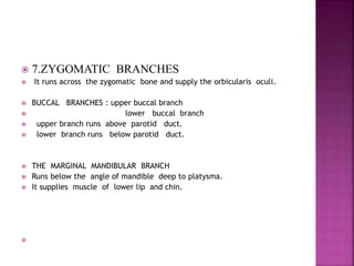  7.ZYGOMATIC BRANCHES
 It runs across the zygomatic bone and supply the orbicularis oculi.
 BUCCAL BRANCHES : upper buccal branch
 lower buccal branch
 upper branch runs above parotid duct.
 lower branch runs below parotid duct.
 THE MARGINAL MANDIBULAR BRANCH
 Runs below the angle of mandible deep to platysma.
 It supplies muscle of lower lip and chin.

 