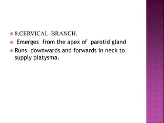  8.CERVICAL BRANCH.
 Emerges from the apex of parotid gland
 Runs downwards and forwards in neck to
supply platysma.
 