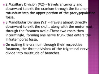  2.Maxillary Division (V2)->Travels anteriorly and
downward to exit the cranium through the foramen
rotundum into the upper portion of the pterygopalatine
fossa.
 3.Mandibular Division (V3)->Travels almost directly
downward to exit the skull, along with the motor root,
through the foramen ovale.These two roots then
intermingle, forming one nerve trunk that enters the
infratemporal fossa.
 On exiting the cranium through their respective
foramen, the three divisions of the trigeminal nerve
divide into multitude of branches.
 