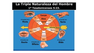 La Triple Naturaleza del Hombre
1ª Tesalonicenses 5:23.
 