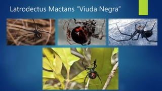 Latrodectus Mactans “Viuda Negra”
 