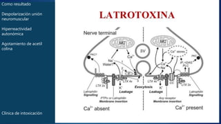 Latrodectismo
 1. α-latrotoxina aparición de poros en la membrana citoplasmática con posterior
salida de cationes mono-divalentes “Ca-Mg-K-Na” de la célula.
 2. LATROFILINA (receptor) hubicada en la membrana al entrar en contacto con α-
latrotoxina activan canales de calcio. (LIBERACION MASIVA DE ACETIL-COLINA
CATECOLAMINAS en las terminaciones nerviosas SNA)
 3. NEUREXINA (1er receptor) mecanismo incierto “perdida de cationes”
 Péptidos que potencian la acción de las bradicininas
Como resultado
Despolarización unión
neuromuscular
Hiperreactividad
autonómica
Agotamiento de acetil
colina
Clínica de intoxicación
 