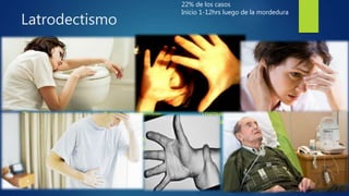 Latrodectismo
 CLINICA SISTEMICA
22% de los casos
Inicio 1-12hrs luego de la mordedura
Diaforesis
Fiebre
Vómitos
Diarrea
Dolor abdominal
Calambres
Espasmos musculares
Insomnio
Delirio
Parestesias
Hiperreflexia
Bronco-constricción
Disnea
Fotofobia
Midriasis/Miosis
Artralgias generalizadas
Agitación psicomotriz
Dolor precordial
Taquicardia - HTA
Trismus - priapismo
Arritmias
 
