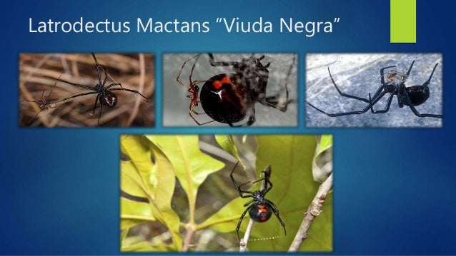 Latrodectismo (viuda negra)