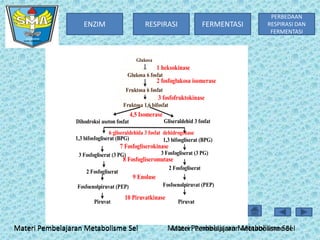 ENZIM

RESPIRASI

FERMENTASI

PERBEDAAN
RESPIRASI DAN
FERMENTASI

Glukosa

1 heksokinase
Glukosa 6 fosfat

2 fosfoglukosa isomerase
Fruktosa 6 fosfat

3 fosfofruktokinase
Fruktosa 1,6 bifosfat

4,5 Isomerase
Gliseraldehid 3 fosfat

Dihodroksi aseton fosfat

6 gliseraldehida 3 fosfat dehidrogenase
1,3 bifosfogliserat (BPG)
1,3 bifosgliserat (BPG)

7 Fosfogliserokinase
3 Fosfogliserat (3 PG)

3 Fosfogliserat (3 PG)

8 Fosfogliseromutase
2 Fosfogliserat

2 Fosfogliserat

9 Enolase

Fosfoenolpiruvat (PEP)
Piruvat

Fosfoenolpiruvat (PEP)

10 Piruvatkinase

Materi Pembelajaran Metabolisme Sel

Piruvat

Materi Pembelajaran Metabolisme Sel
Materi Pembelajaran Metabolisme Sel

 
