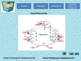 ENZIM

RESPIRASI

FERMENTASI

PERBEDAAN
RESPIRASI DAN
FERMENTASI

Daur/Siklus Krebs

Asam piruvat
NAD+
NADH

CO2

Asetil KoA
1

Asam oksaloasetat
NADH
NAD+

Asam malat

9

2

Asam sitrat

3

Asam isositrat

Siklus Krebs

8

H2O

Ko A

CO2

4

NADH

Asam α - ketoglutarat

Asam fumarat
FADH2

7

FAD

NAD+

CO2

5

Asam suksinat

Suksinil -KoA

NAD+
NADH

6

ADP

Materi Pembelajaran Metabolisme Sel

29
ATP

Materi Pembelajaran Metabolisme Sel
Materi Pembelajaran Metabolisme Sel

 