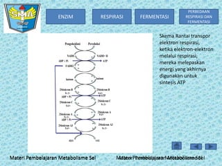 ENZIM

RESPIRASI

Pengoksidasi

NADH

Pereduksi

NADH+ H

e-

ADP + Pi

ATP

FADH2

eee-

kuinon
2Sitokrom B
Fe 2+

e-

Fe3+

ATP

e-

2Sitokrom C

e-

Fe 2+

Fe3+

2Sitokrom A
Fe 2+

2Sitokrom A

e-

Fe3+

e-

ATP

ADP + Pi
2Sitokrom A3
Fe3+

H2O

Skema Rantai transpor
elektron respirasi,
ketika elektron-elektron
melalui respirasi,
mereka melepaskan
energi yang akhirnya
digunakan untuk
sintesis ATP

2Sitokrom B

e-

ADP + Pi
2Sitokrom C

kuinon

e-

FERMENTASI

PERBEDAAN
RESPIRASI DAN
FERMENTASI

e-

2Sitokrom A3

e-

Fe 2+

½O2

Materi Pembelajaran Metabolisme Sel

Materi Pembelajaran Metabolisme Sel
Materi Pembelajaran Metabolisme Sel

 