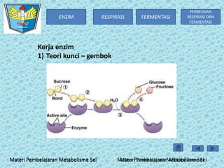 ENZIM

RESPIRASI

FERMENTASI

PERBEDAAN
RESPIRASI DAN
FERMENTASI

Kerja enzim
1) Teori kunci – gembok

Materi Pembelajaran Metabolisme Sel

Materi Pembelajaran Metabolisme Sel
Materi Pembelajaran Metabolisme Sel

 
