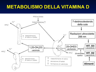 METABOLISMO DELLA VITAMINA D 7-deidrocolesterolo della cute Radiazioni ultraviolette 288 nm Alimenti 25-OHD3 calcifediolo VIT. D3 colecalciferolo 25-idrossilasi  epatica VIT. D2 ergocalciferolo 1,25-OH 2 D3 calcitriolo 