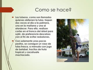 Como se hace? 
 Los tuberos, como son llamados 
quienes obtienen la tuba, trepan 
dos veces al día a la palmera, 
una en la mañana y una al 
atardecer. Para ello, realizan 
cortes en el tronco del árbol para 
subir, de preferencia descalzos 
con el fin de evitar resbalones. 
 Con solamente unos pocos 
pesitos, se consigue un vaso de 
tuba fresca, a menudo con jugo 
de betabel, trocitos de fruta 
tropical y cacahuate 
machacado. 
 