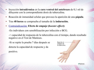 ● Inyección intradérmica en la cara ventral del antebrazo de 0,1 ml de
diluyente con la correspondiente dosis de tuberculina.
● Reacción de inmunidad celular que provoca la aparición de una pápula.
● Tras 48 horas se comprueba el tamaño de la induración.
● Contraindicación: Efecto de empuje (booster effect):
-En individuos con sensibilización por infección o BCG.
-< capacidad de respuesta de la tuberculina con el tiempo, dando resultado
negativo en el Test de Mantoux.
-Si se repite la prueba 7 días después se
detecta la capacidad de respuesta y da
positivo.
 