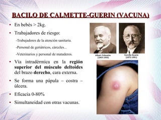 BACILO DE CALMETTE-GUERIN (VACUNA)BACILO DE CALMETTE-GUERIN (VACUNA)
● En bebés > 2kg.
● Trabajadores de riesgo:
-Trabajadores de la atención sanitaria.
-Personal de geriátricos, cárceles...
-Veterinarios y personal de mataderos.
● Vía intradérmica en la región
superior del músculo deltoides
del brazo derecho, cara externa.
● Se forma una pápula – costra –
úlcera.
● Eficacia 0-80%
● Simultaneidad con otras vacunas.
 